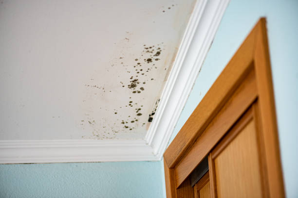 Attic Mold Removal in Oaklawn Sunview, KS