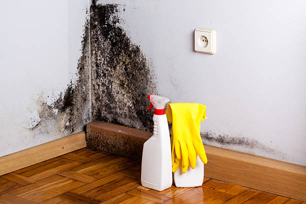Best Black Mold Removal  in Oaklawn Sunview, KS