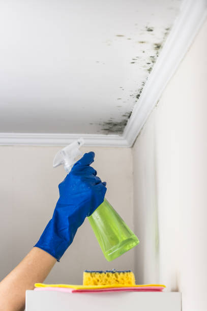Best Residential Mold Removal  in Oaklawn Sunview, KS